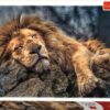 Explore the best puzzle in our collection Trefl Sleeping Lion Puzzle For Unisex- 1000 Pieces (5900511104479)