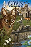 Explore the best English Book Ancient Egypt’s Wildlife (9789774165955)