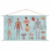 Explore the best puzzle in our collection Human Anatomy (6223006027398)