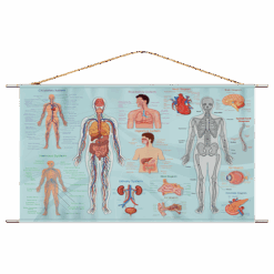 Explore the best puzzle in our collection Human Anatomy (6223006027398)
