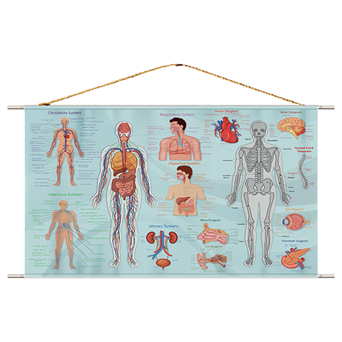 Explore the best puzzle in our collection Human Anatomy (6223006027398)