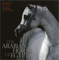 Arabian Horse of Egypt