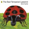 bad-tempered-ladybird