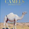 camels-from-saudi-arabia