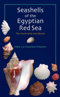 seashells-of-the-egyptian-red