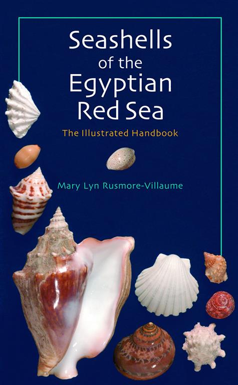 seashells-of-the-egyptian-red