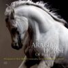 arabian-horse-of-egypt-2