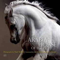 arabian-horse-of-egypt-2