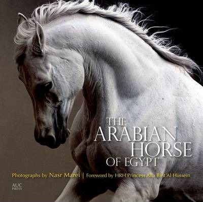 arabian-horse-of-egypt-2
