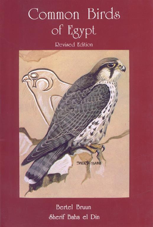 common-birds-of-egypt