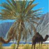 Sinai and the Red Sea: Across the Land of the Bedouin to the Gulf of Aqaba